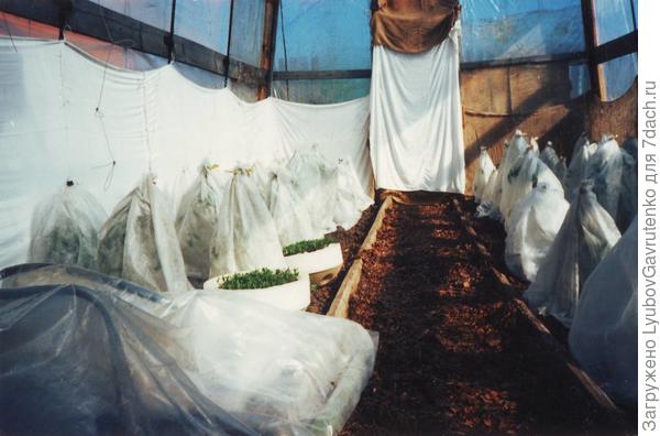 Вот этой фотке около 20 лет - ещё старая теплица. Томаты подросли и были фиксированы к леске, но в июне были сильные заморозки - так мы растения спасали)))