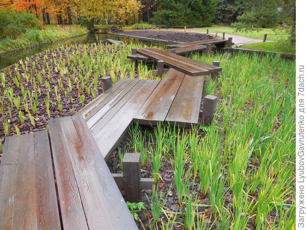 Слева, вероятно, новосадка