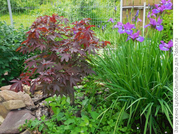 Ирис сибирский Спаклинг Роуз в дуэте с веерным клёном на приподнятой клумбе