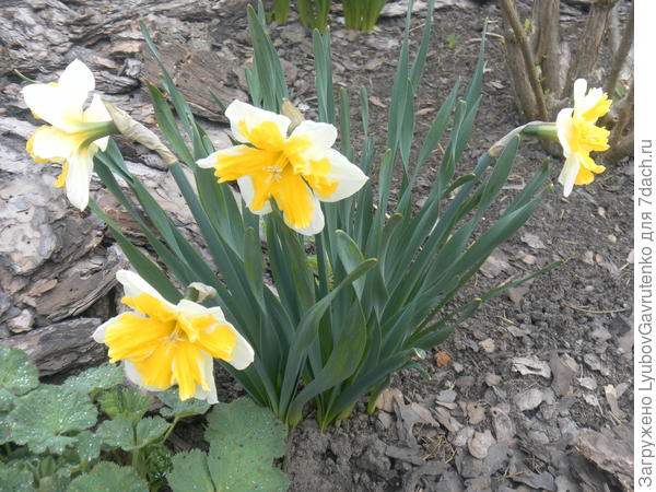 Опять Разрезнокорончатые - сорт Оранжери