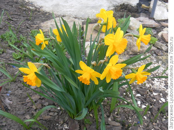 Яркий Дач Мастер (гр. Трубчатые)