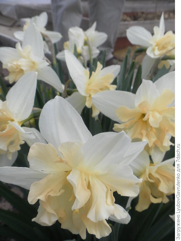 Гр. Разрезнокорончатые (или Орхидейные) - сорт Палмарес