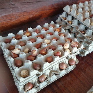 Видела в сети такой способ для тюльпанов - удобно, безусловно: всё на виду!