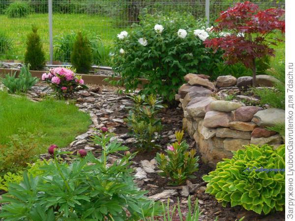 Нижний куст казацкого можжевельника выкорчевали и разместили под клумбой рододендроны. Вместе с древовидным пионом и веерным клёном придают дальнему цветнику некий восточный нюанс...