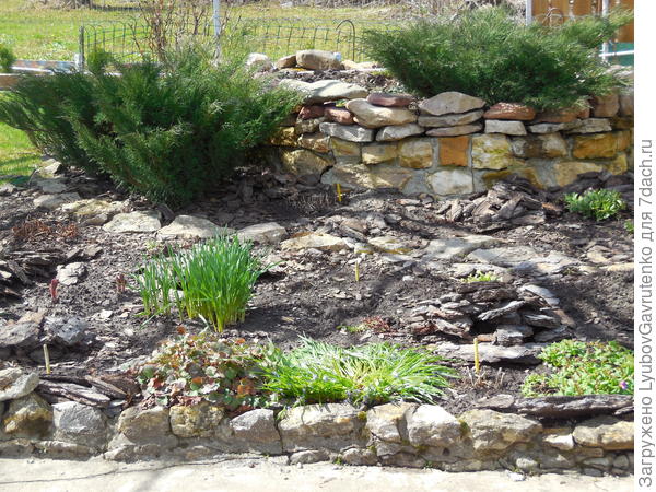 Это наша приподнятая клумба в дальнем цветнике в апреле. Муж делал её совершенно самостоятельно, пока я была в отъезде, и называет её &quot;корыто&quot;)))