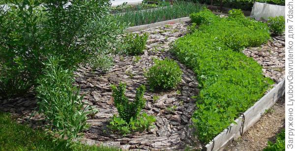 &quot;Брюки превращаются...&quot; в ЛЕБЕДАРИЙ) Не судите строго - цветник переделан!