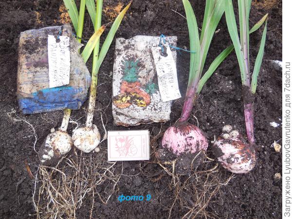 Такие ювенильные луковицы из деток за один сезон