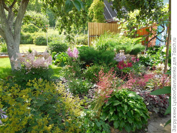 Мой астильбарий)