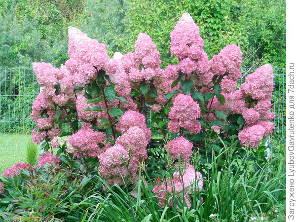 А так этот кустик выглядит в середине сентября