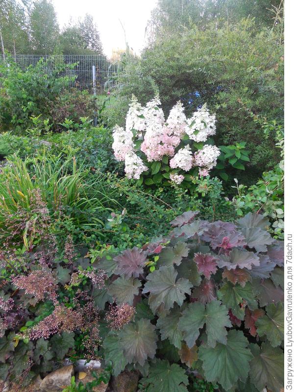 Пинки Винки в августе