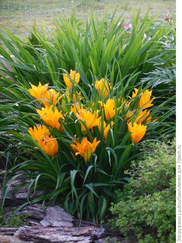 Самый ранний сорт - название не знаю, к сожалению)