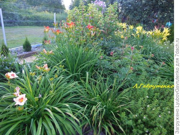 Лилейники хороши и &amp;quot;кучей&amp;quot;)))