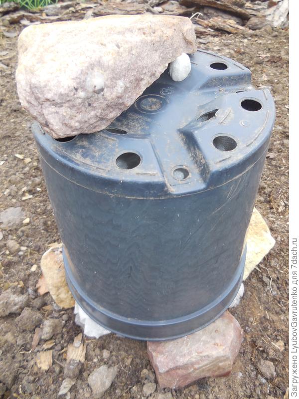 Под таким укрытием зимовал первый год Белый нефрит