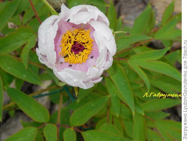 Но тоже явный пересорт...Хотя сиреневый мне даже больше нравится!