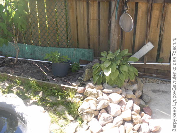 Хоста росла в старом унитазе (был такой период у меня в дачном дизайне))) Муж его &amp;quot;задекорировал&amp;quot;))) камнями