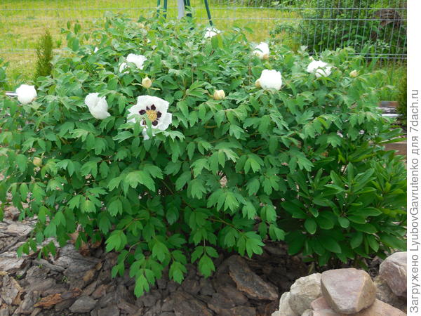 Горный белый