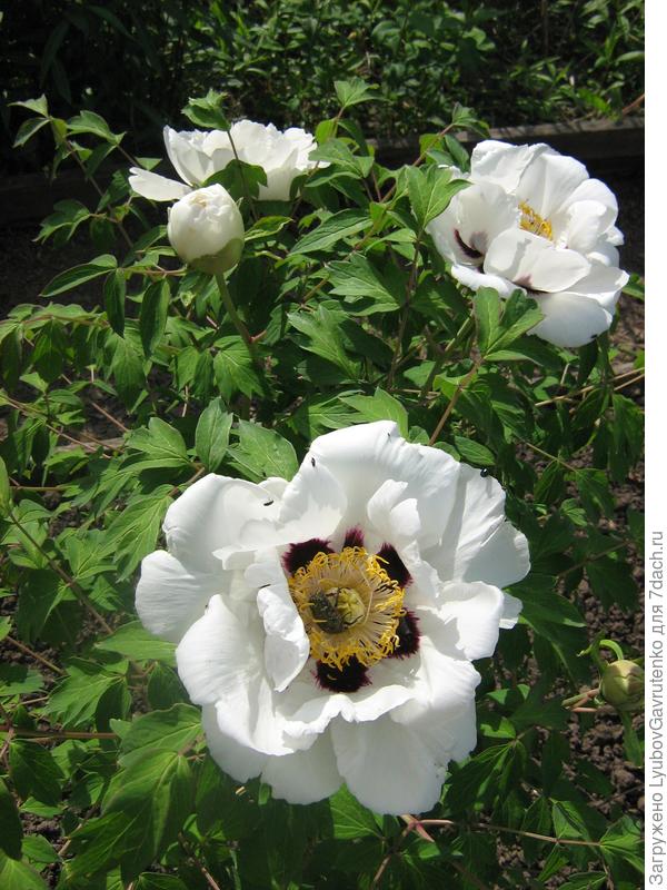 Большие и АРОМАТНЫЕ(!) цветы