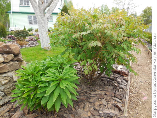 Этот же куст до цветения - к сожалению, не нашлось фото летом, но древовидные весь сезон красивы - формой куста и резными сизоватыми листьями