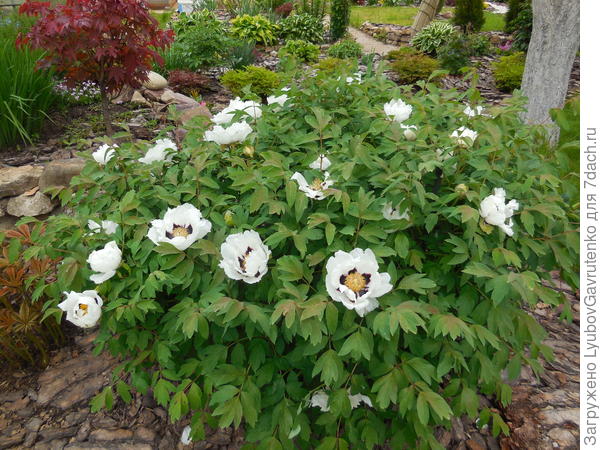 Горный белый, цветение 2017 г. - кажется, было 46 цветков.