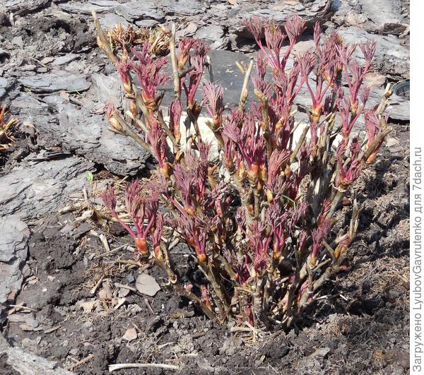 А так Тамафуйо выглядел 24 апреля. МОЩА, согласитесь)