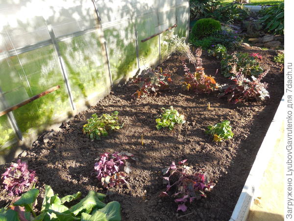 Лето-2018: попытка закладки гейхерария. Жду, что будут красивые цветные дуги...