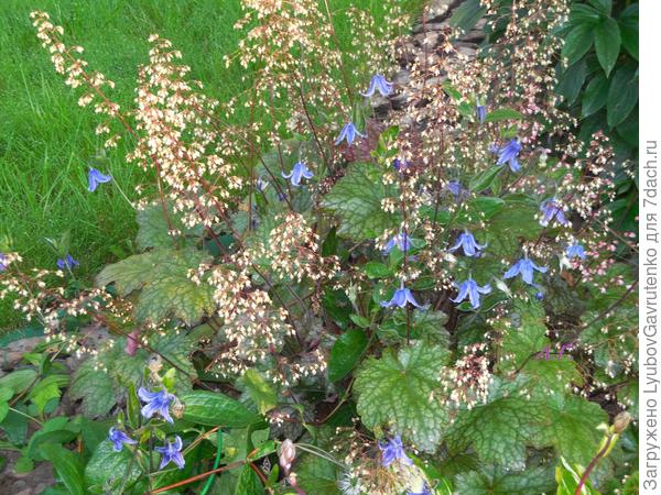 Случайный садовый дуэт - не подвязанный вовремя клематис прямой упал на гейхеру)))