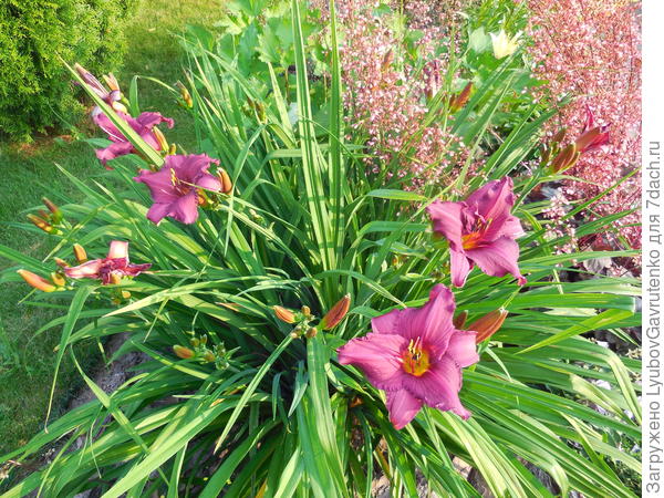 Гейхера в дуэте с лилейником
