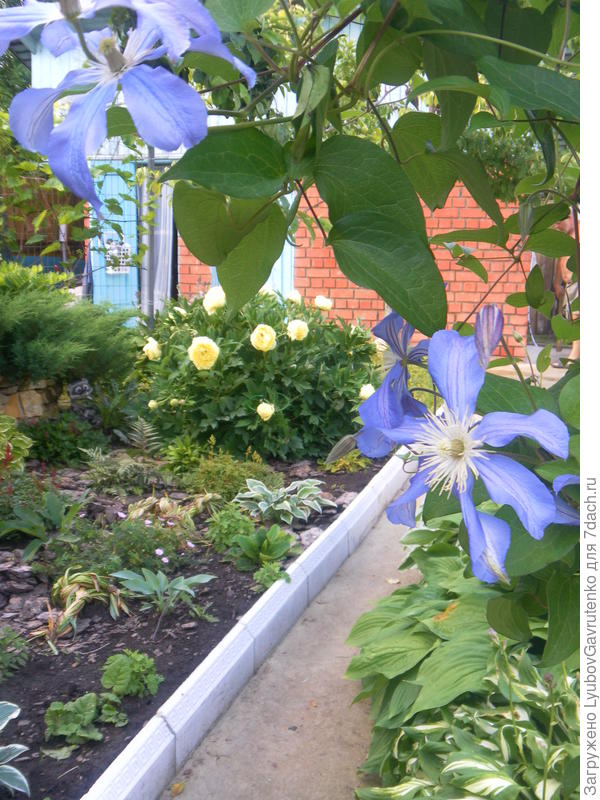 Хосты и гейхеры при разрастании &quot;выплеснутся&quot; на бордюр и сгладят его жёсткую линию