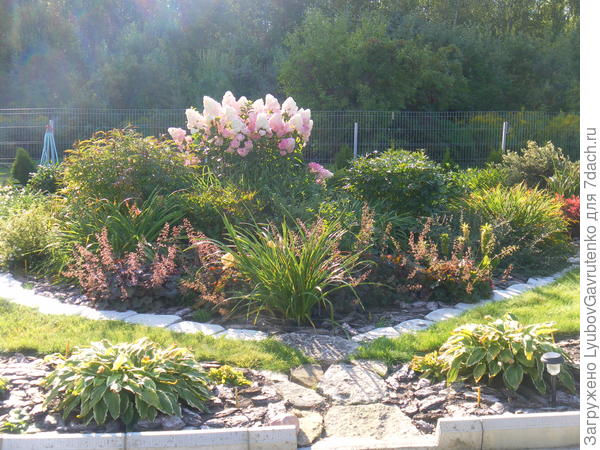 Август. Солирует метельчатая гортензия Ваниль Фрез