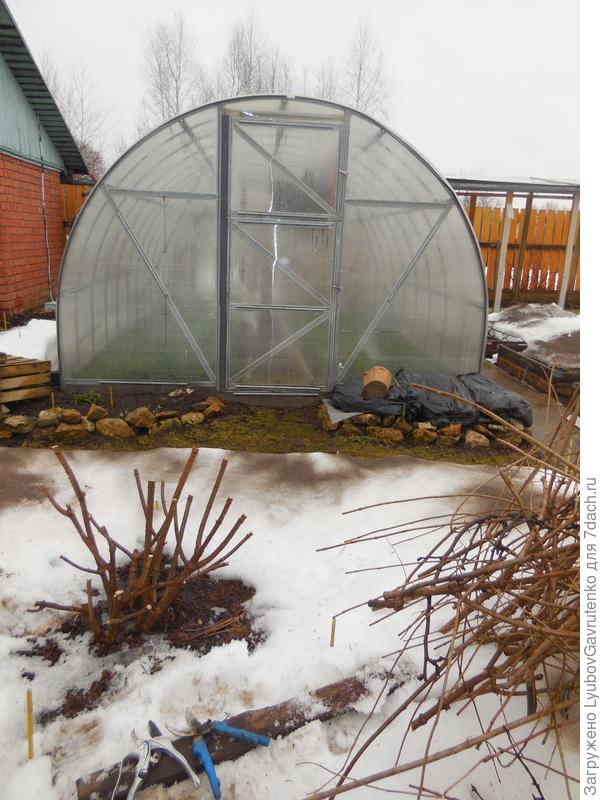 Вот так в апреле была обрезана Лаймлайт, цветение которой я показывала выше