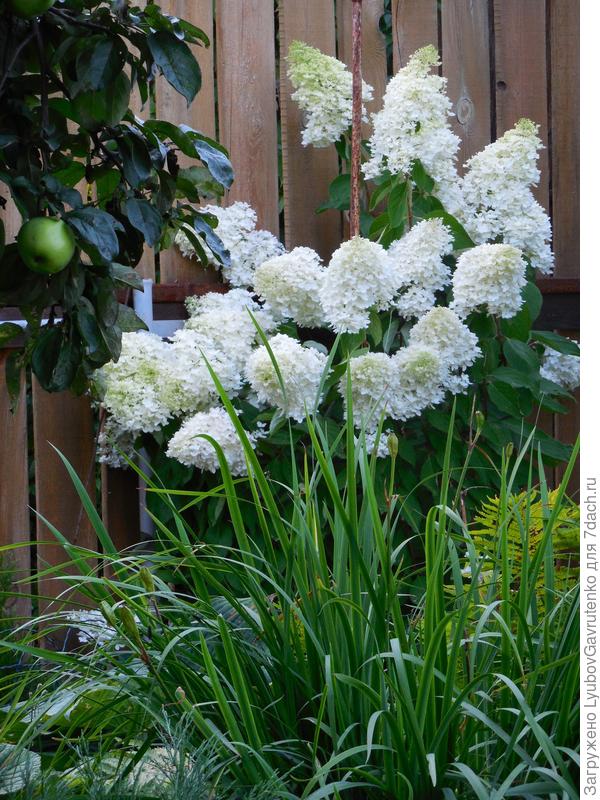 Грандифлора в августе