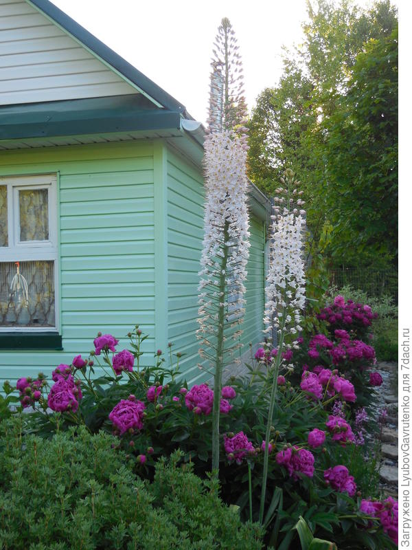 Это был хит сезона-2017