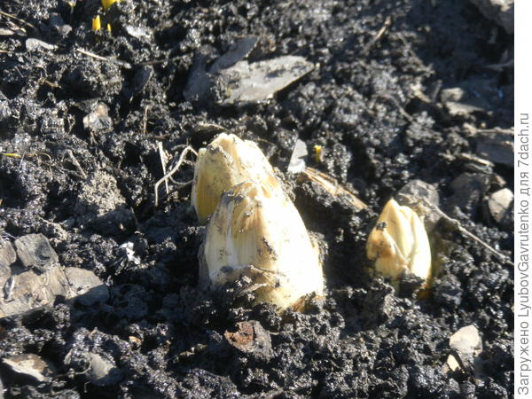 Проростки эремуруса просто очаровательны!