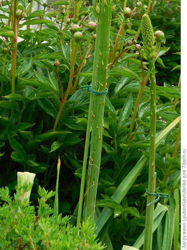 И длинный пластиковый колышек!