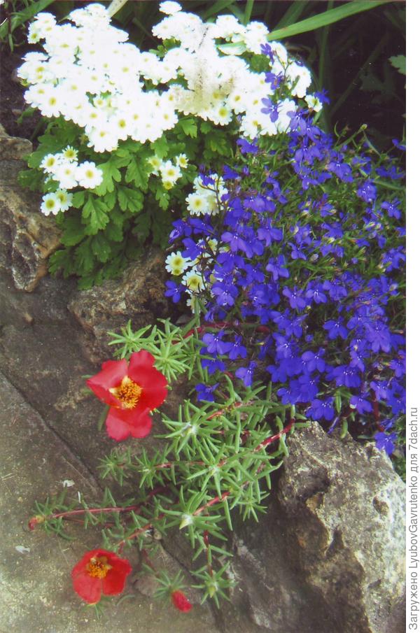 Прямо классический &quot;винегрет&quot;)