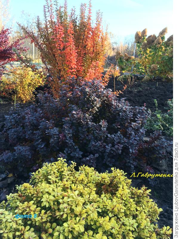 Осенняя палитра барбарисов Тунберга - Тини Голд, Конкорд, Эректа