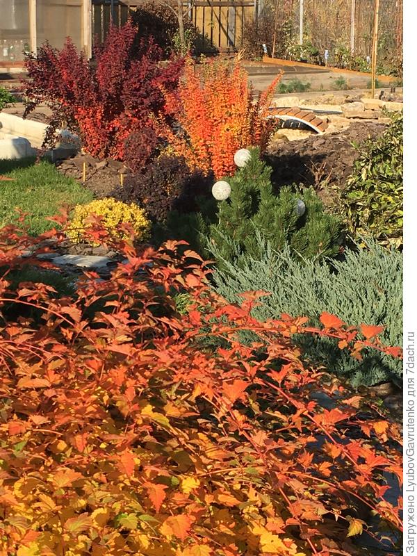 На дальнем плане - Оранж Рокет. а вот малыш Ауреа перед ним ещё не виден, догоняет)