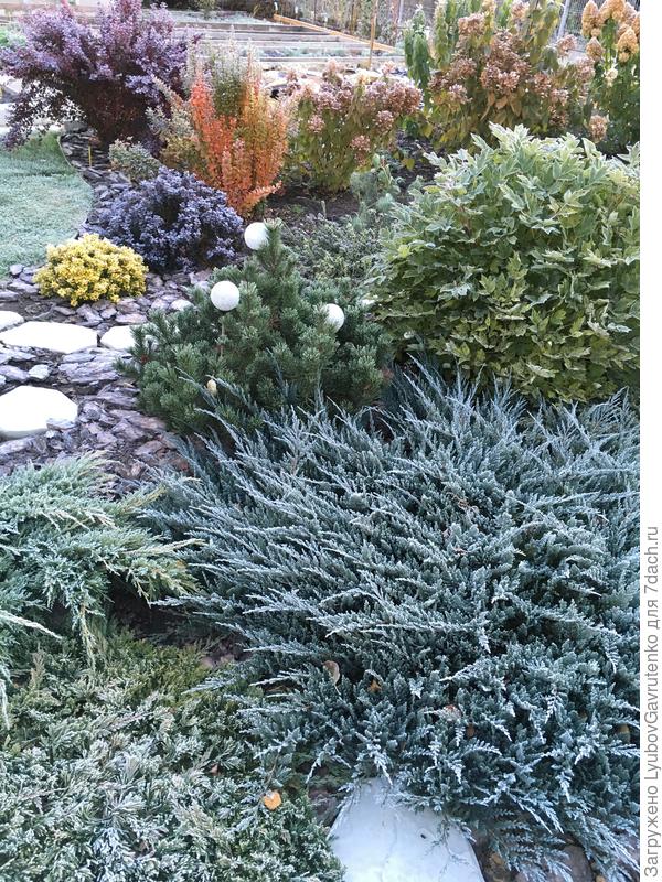 Первый заморозок...