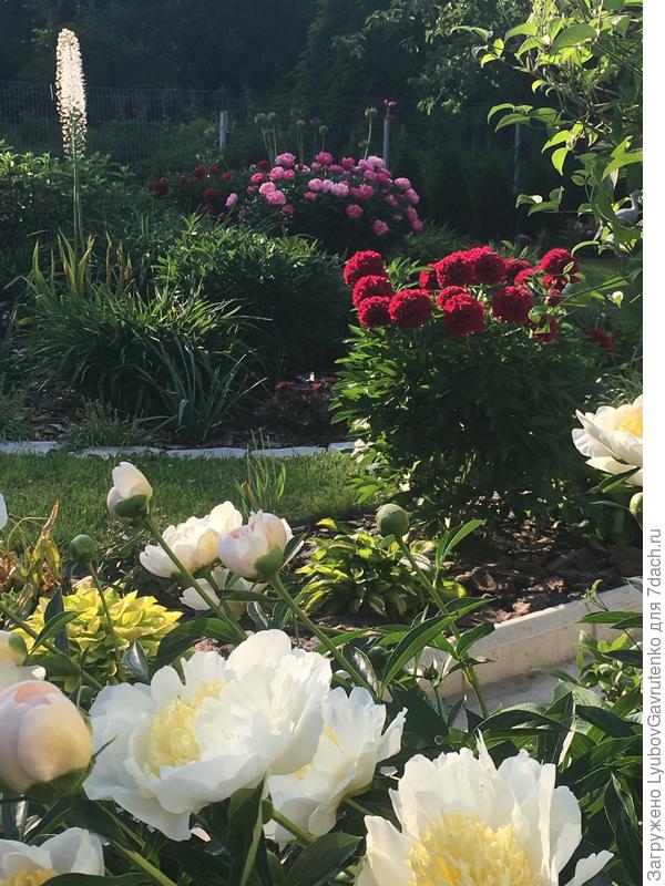 Цветение пионов - самый яркий период в нашем саду)