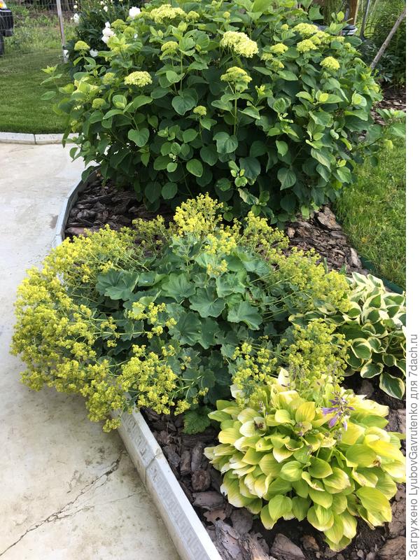 50 оттенков зелёного...