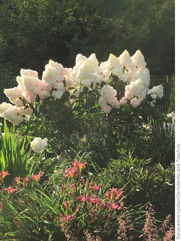 Вот так сейчас выглядит Ванилла Фрейз