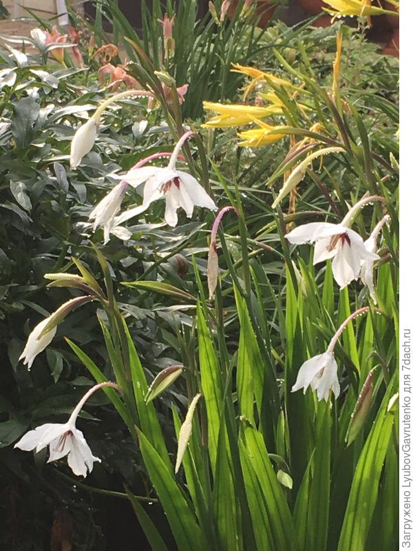 Ацидантера в миксбордере