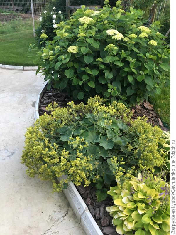 Теперь миксбордер именно такой - "50 оттенков зелёного")))