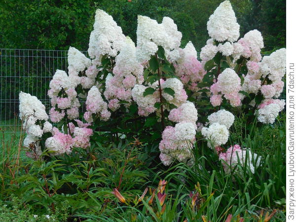 Чуть позже она становится абсолютно узнаваемой