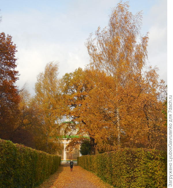 На аллее к Вольеру для птиц - там ооочень любознательные павлины)))