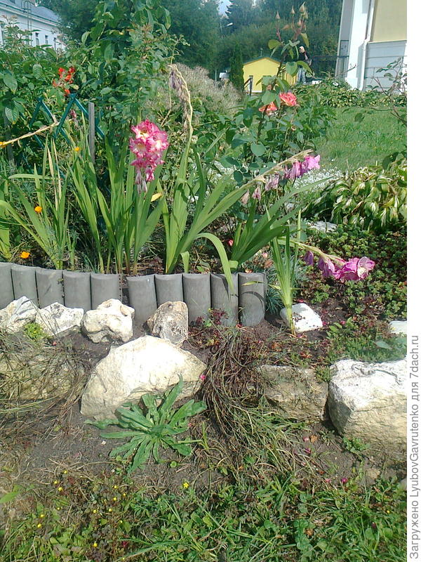 Вот такова &quot;красота&quot; гладиолусов в цветнике: у них, даже удалив увядшие цветки, не подрежешь цветонос, как в букете. Вот и торчат эти БУДЫЛЬЯ...