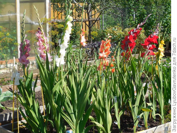 Роскошный будет букет!