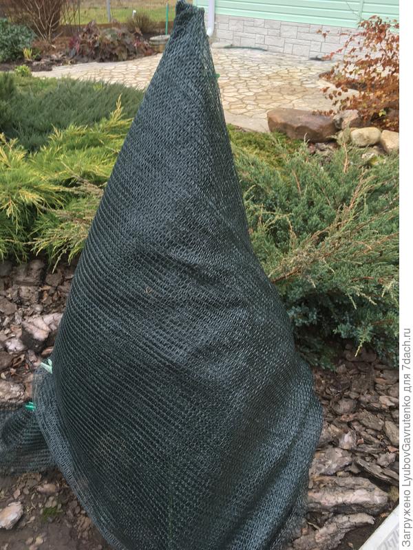 Канадская ель Коника под притенкой