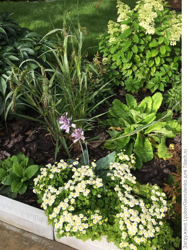 И матрикария девичья прелестна)