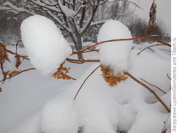 Соцветия древовидной гортензии